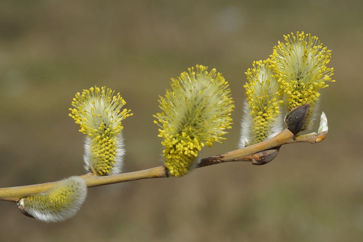 Image of Salix gmelinii specimen.