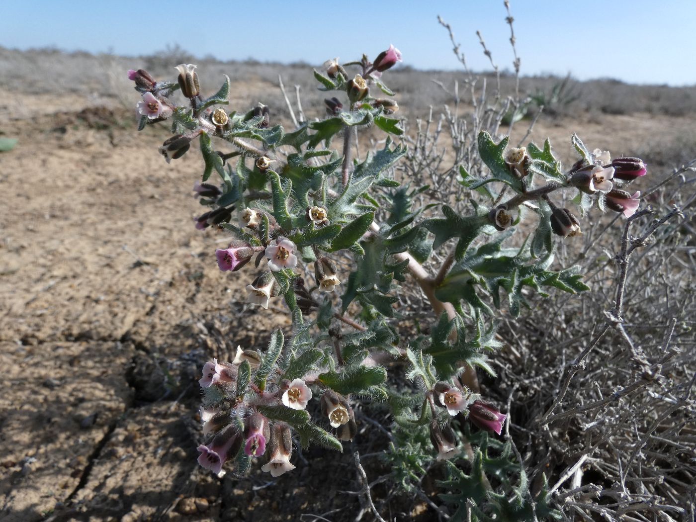 Изображение особи Megacarpaea megalocarpa.