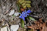 Scilla bifolia. Расцветающее растение. Краснодарский край, Сочи, Адлерский р-н, горнолыжный курорт \"Роза Хутор\", широколиственный лес. 12.03.2025.