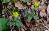 View full-size image Euphorbia amygdaloides