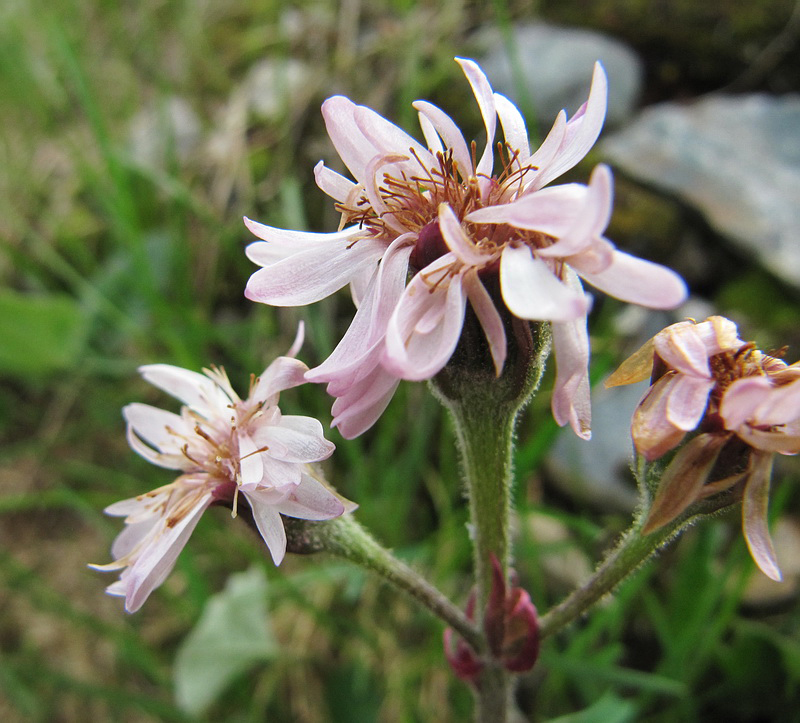 Image of Petasites frigidus specimen.