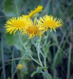 Смотреть изображение Inula britannica