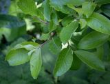 Смотреть изображение Salix caprea