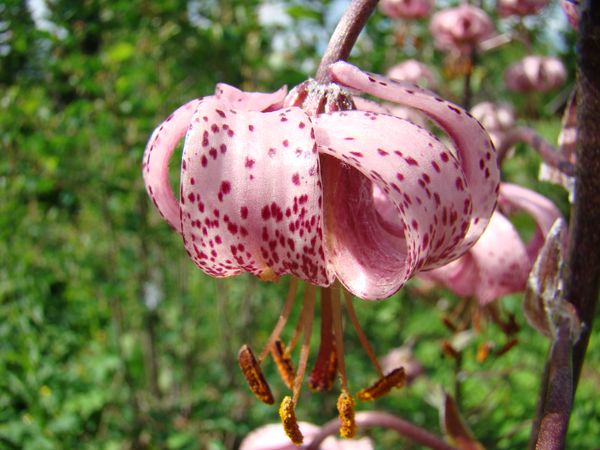 Image of Lilium martagon specimen.