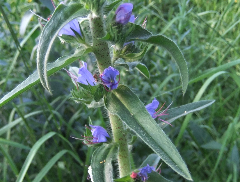 Изображение особи Echium vulgare.