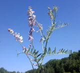 Vicia tenuifolia