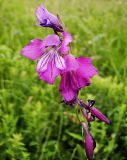 Gladiolus tenuis