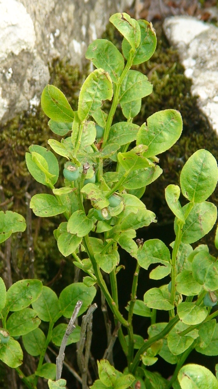 Image of Vaccinium myrtillus specimen.