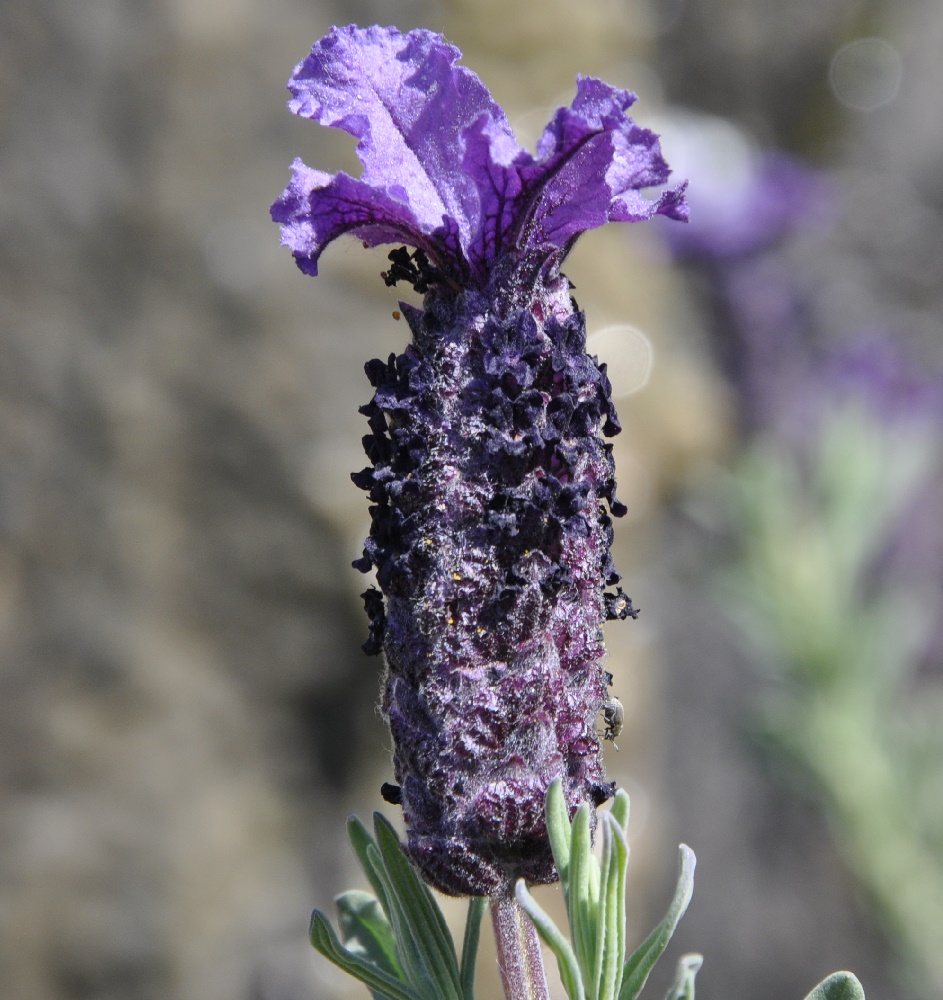 Image of Lavandula stoechas specimen.