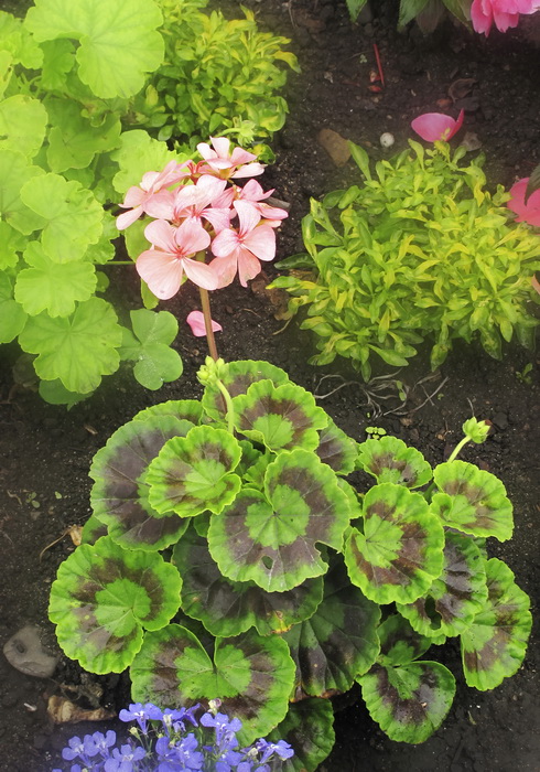 Изображение особи Pelargonium hortorum.