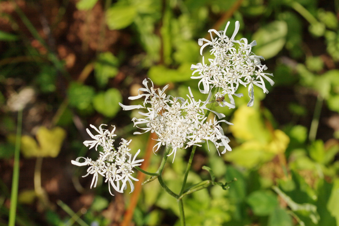 Image of Heracleum apiifolium specimen.