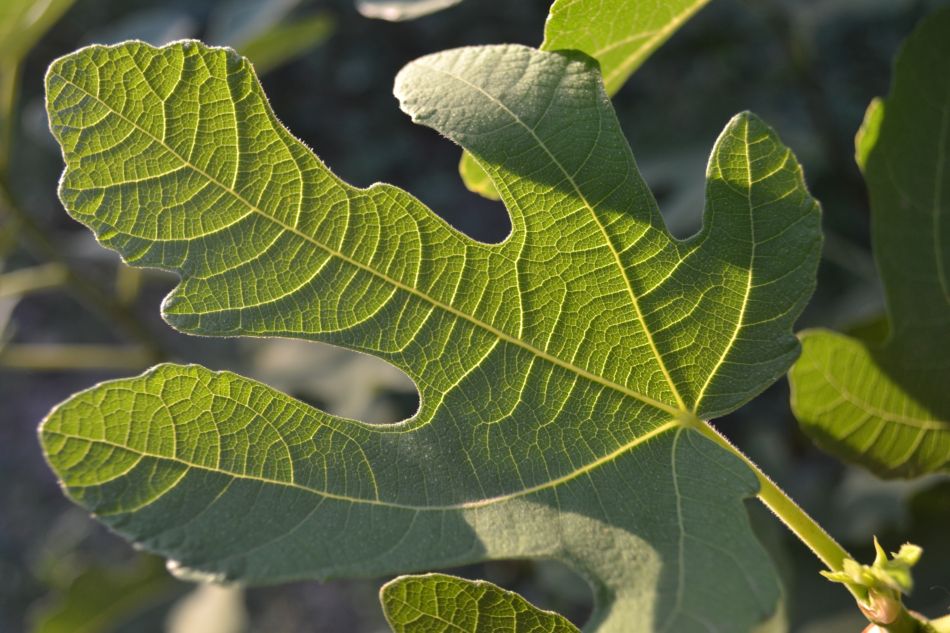 Image of Ficus carica specimen.