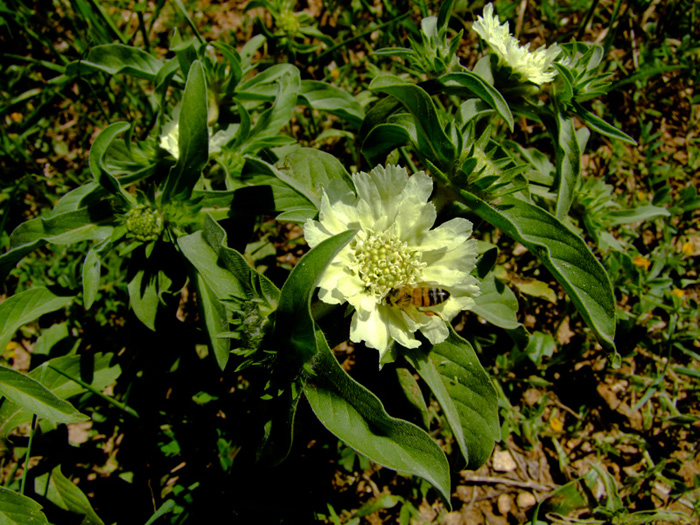 Image of Lomelosia prolifera specimen.