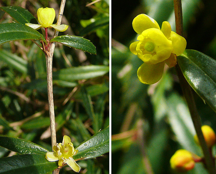 Изображение особи Berberis soulieana.