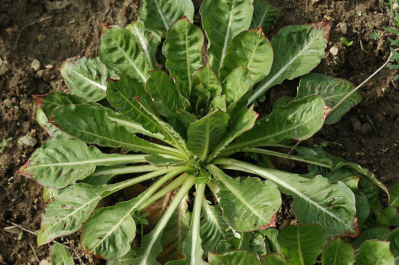 Image of Oenothera biennis specimen.