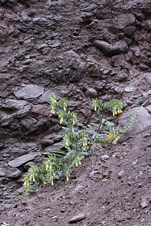 Image of Onosma irritans specimen.