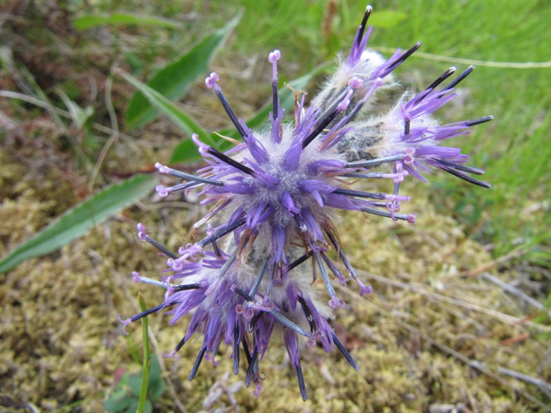 Изображение особи Saussurea alpina.