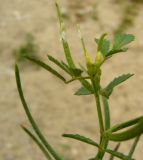 Trigonella geminiflora. Верхушка побега с завязавшимися плодами. Копетдаг, Чули. Май 2011 г.