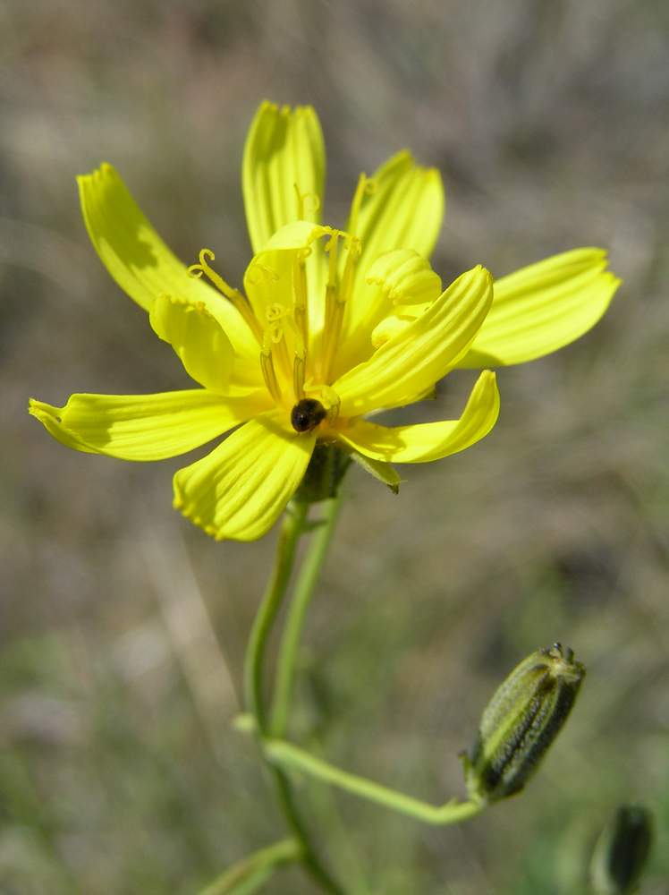 Image of Youngia tenuifolia ssp. altaica specimen.