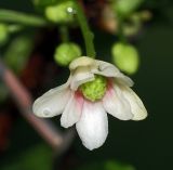 Schisandra chinensis