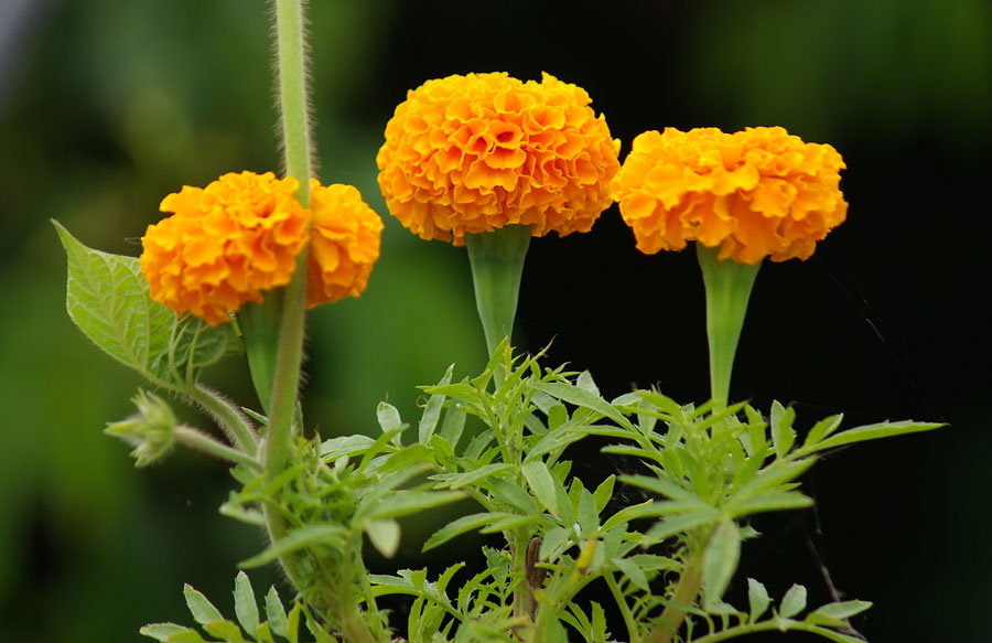 Image of Tagetes erecta specimen.