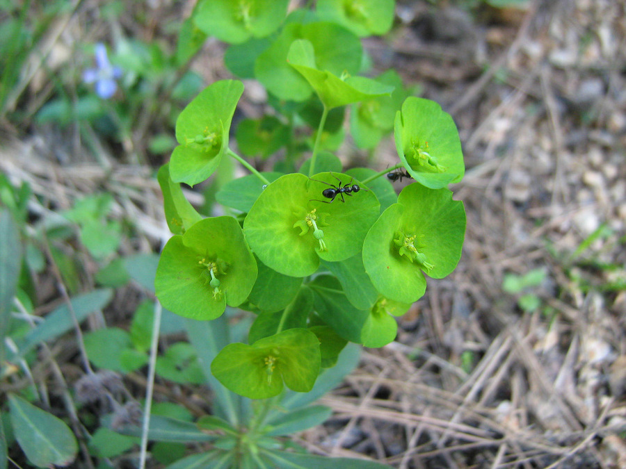 Image of Euphorbia amygdaloides specimen.