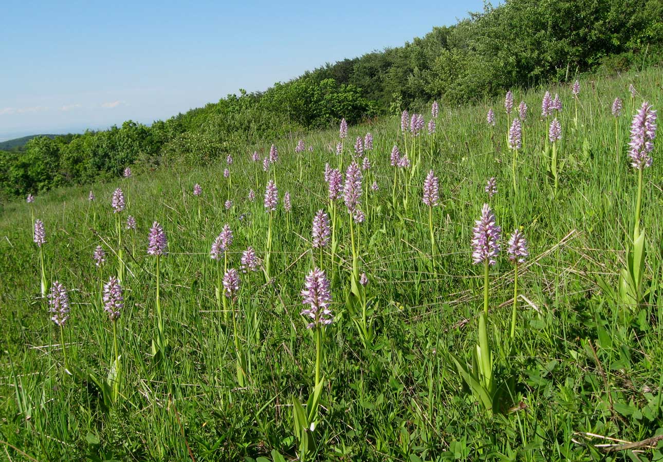 Image of Orchis militaris ssp. stevenii specimen.