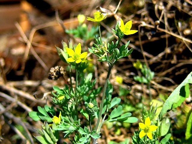 Image of Leptopyrum fumarioides specimen.