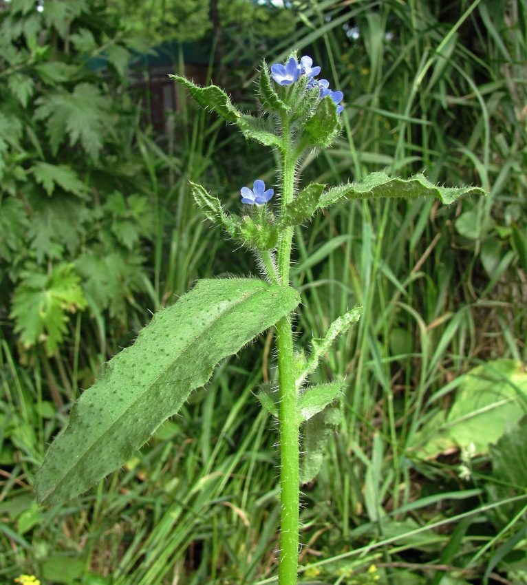 Изображение особи Lycopsis arvensis.