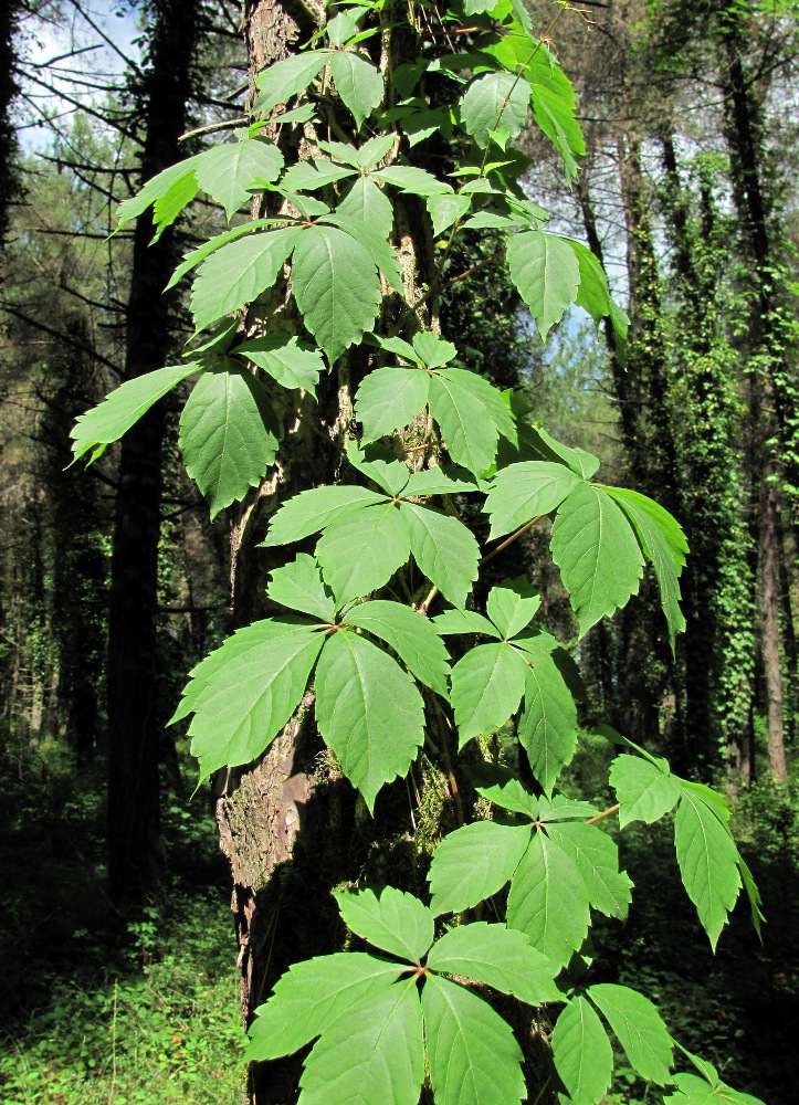 Изображение особи Parthenocissus quinquefolia.