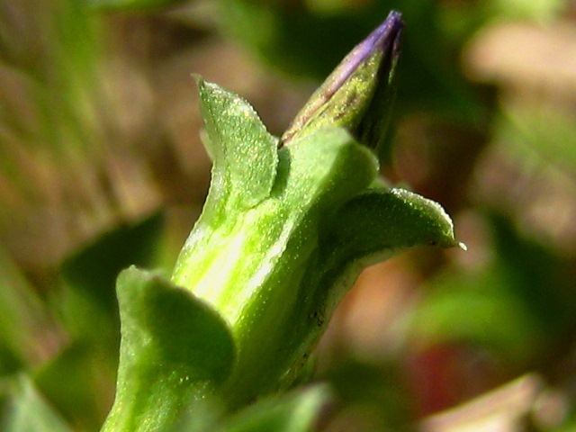 Изображение особи Gentiana squarrosa.