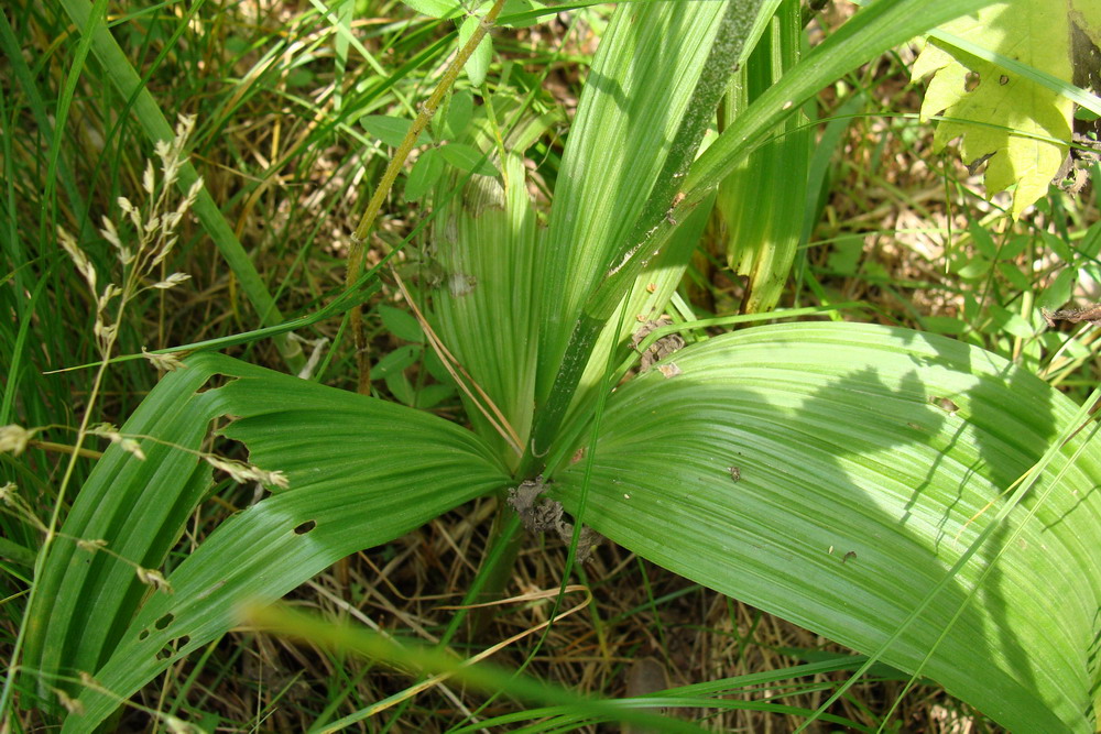 Изображение особи Veratrum nigrum.