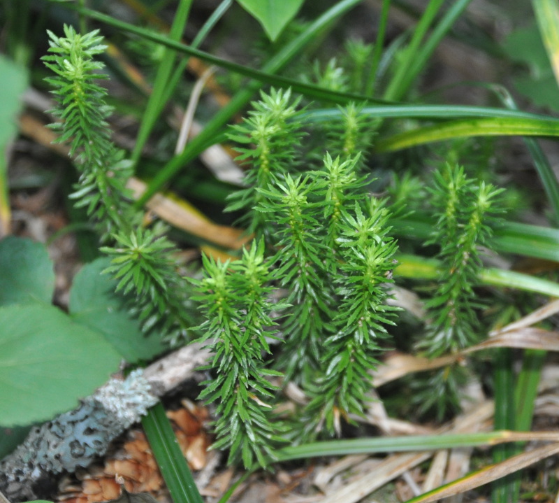 Image of Huperzia serrata specimen.