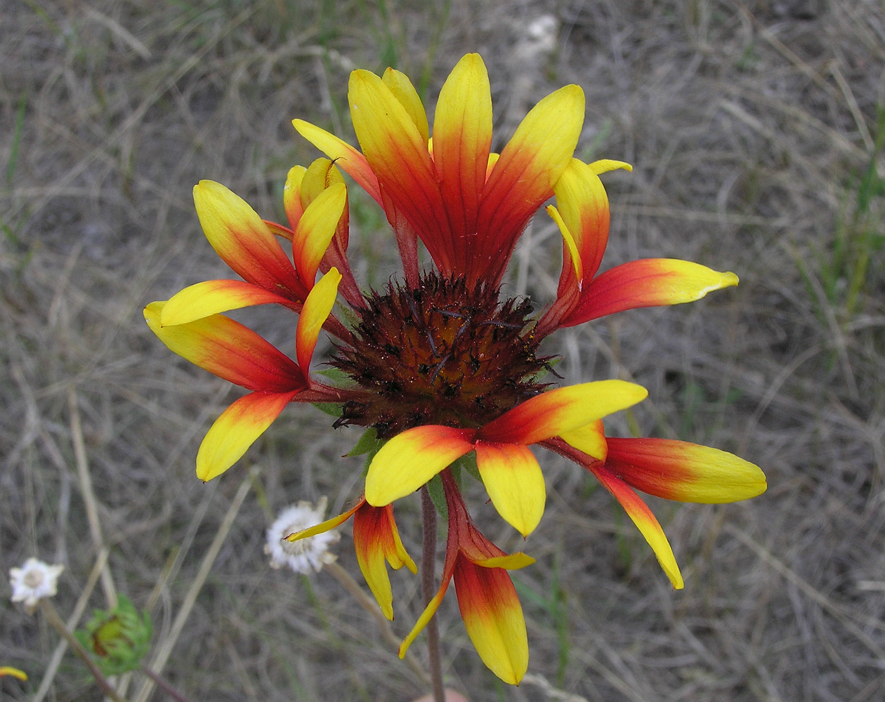 Image of Gaillardia × grandiflora specimen.