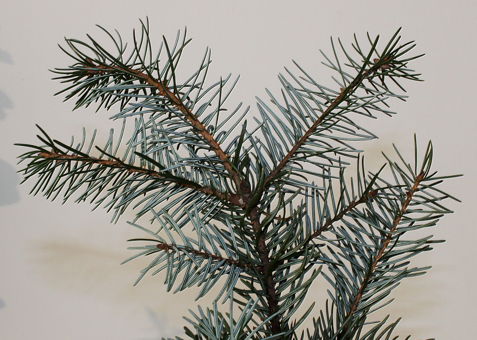 Image of Picea omorika specimen.