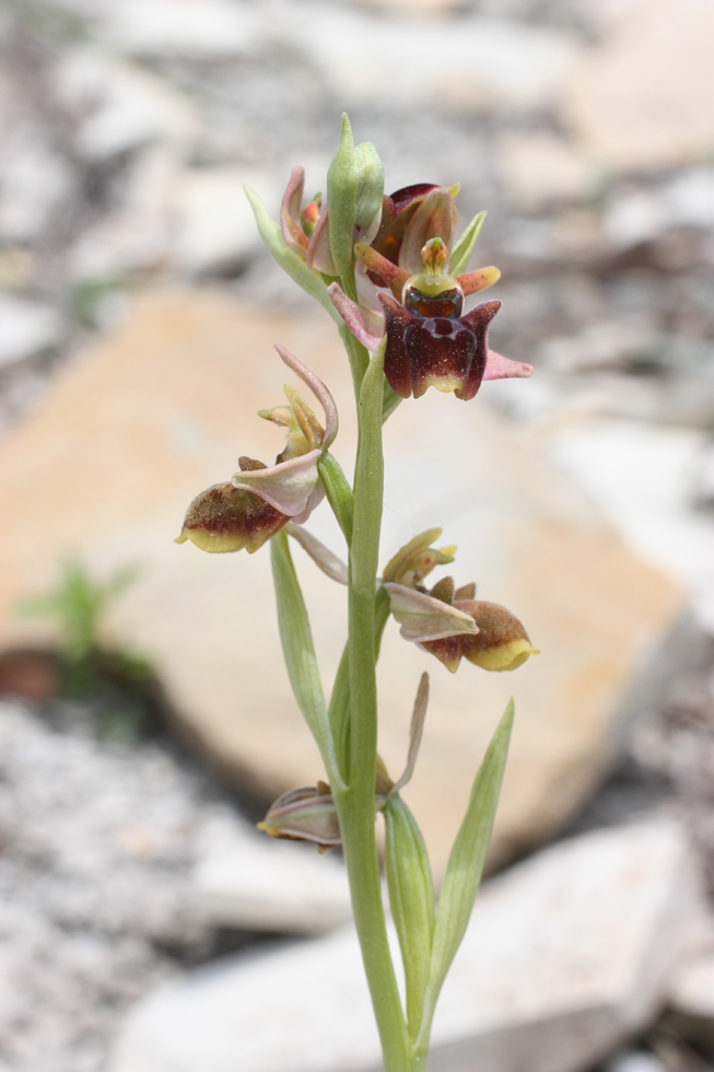 Image of Ophrys mammosa ssp. caucasica specimen.