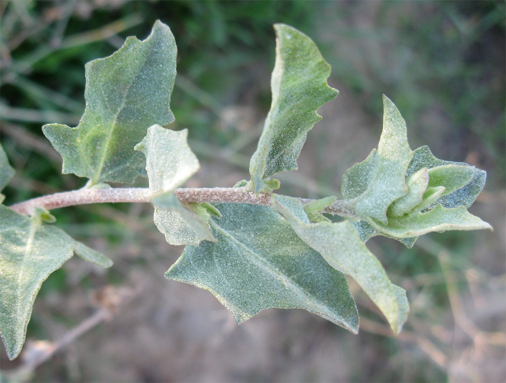 Image of Atriplex halimus specimen.