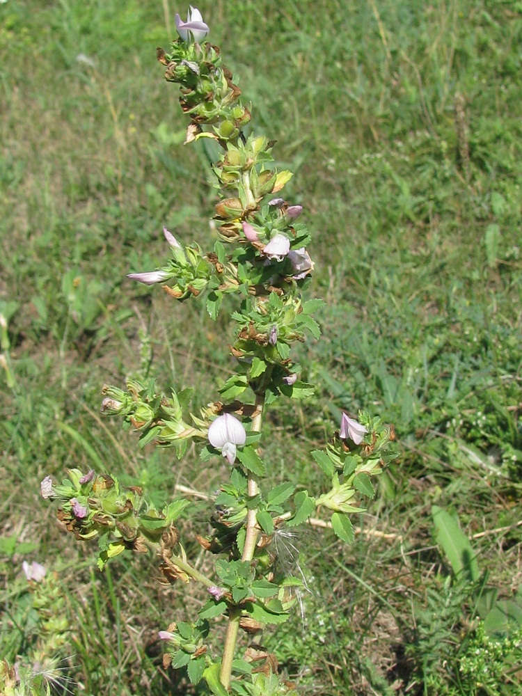 Image of Ononis arvensis specimen.