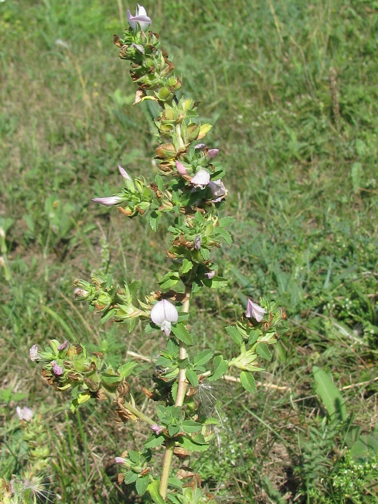 Image of Ononis arvensis specimen.