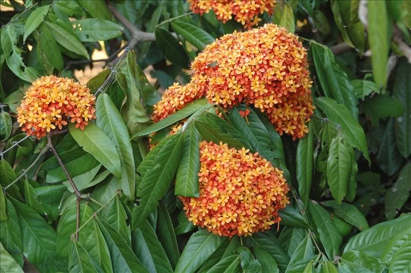 Изображение особи Saraca indica.