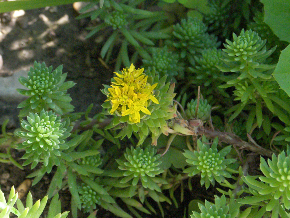 Изображение особи Sedum forsterianum.