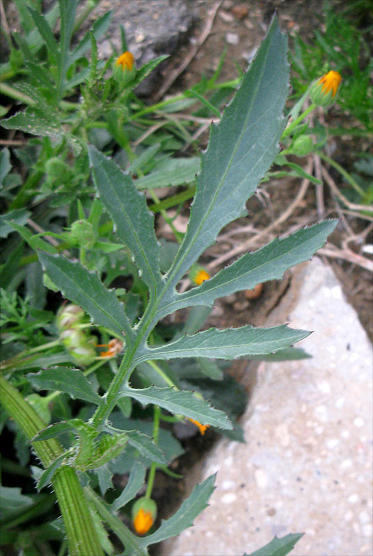 Image of Volutaria crupinoides specimen.