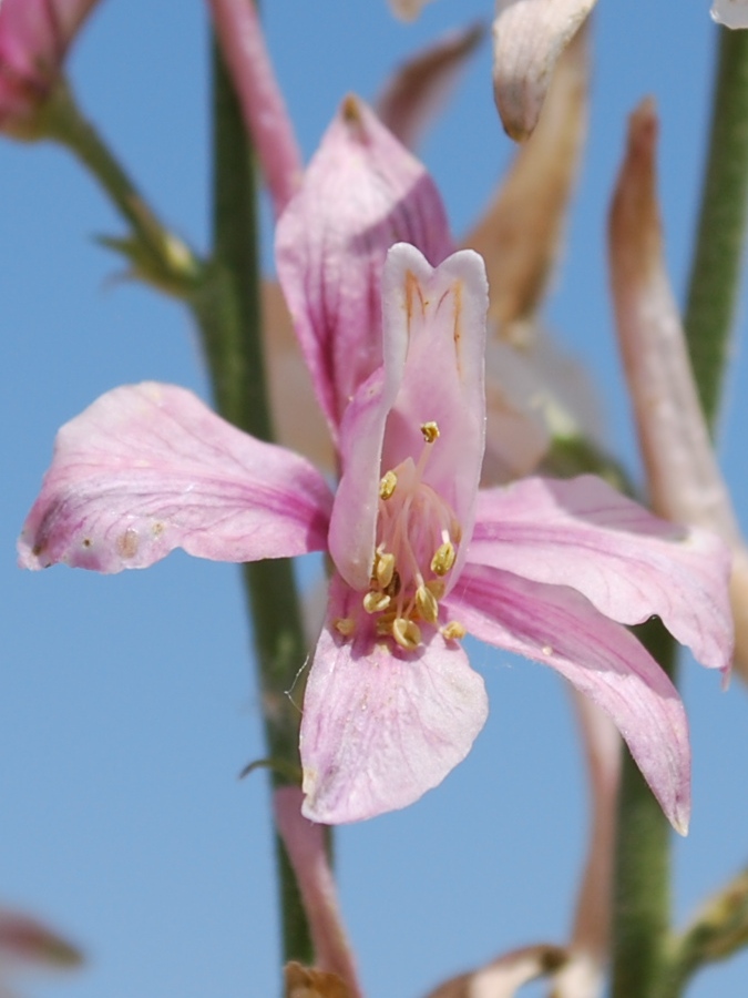 Image of Delphinium camptocarpum specimen.