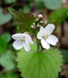 Смотреть изображение Alliaria petiolata