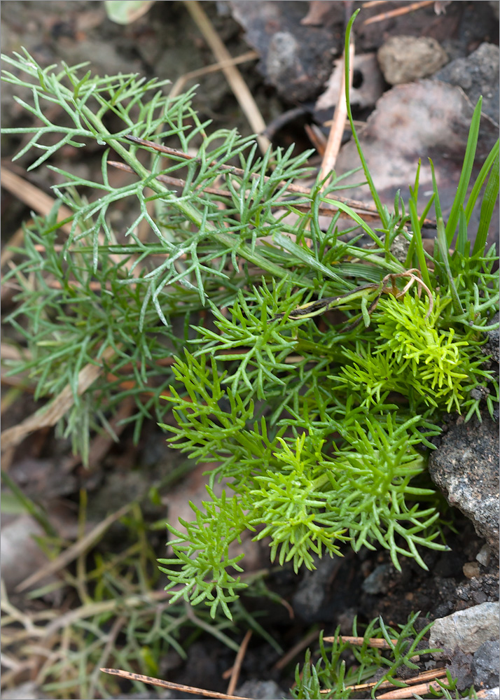 Image of genus Tripleurospermum specimen.