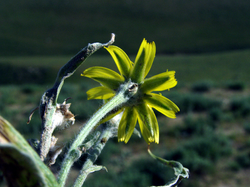 Изображение особи Scorzonera circumflexa.