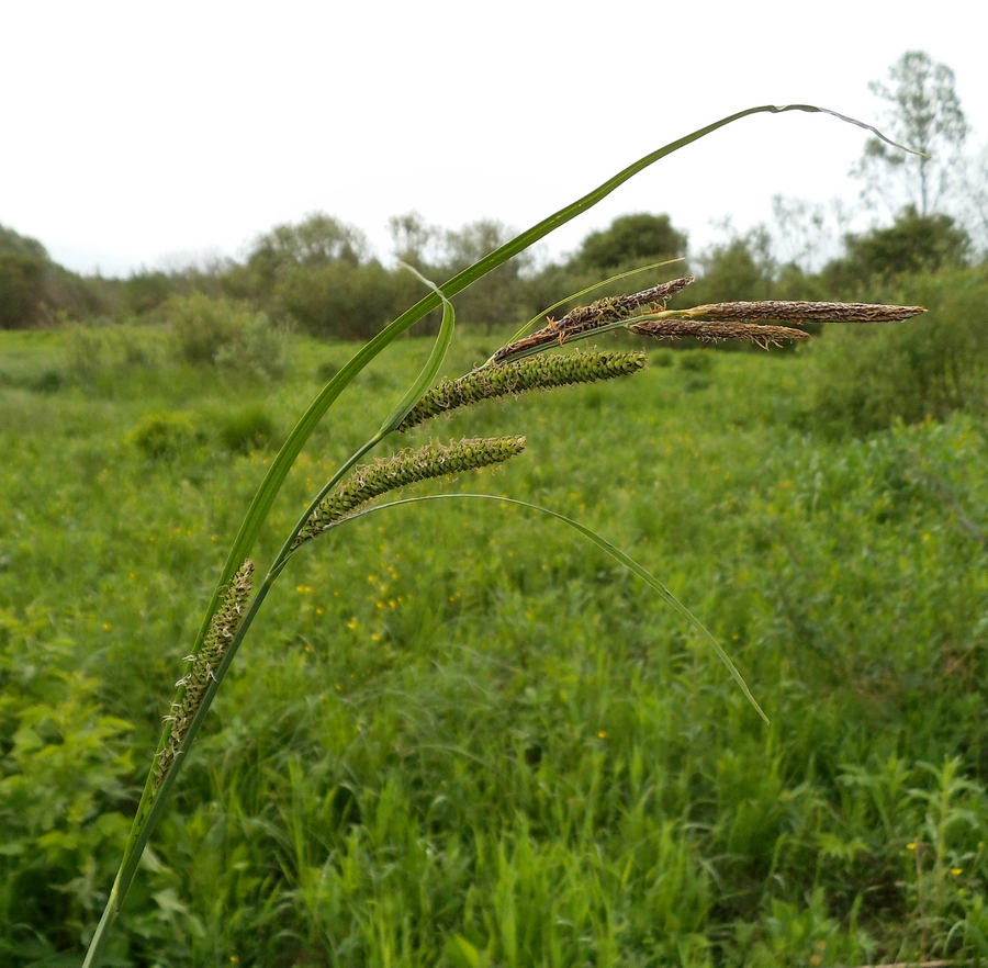 Изображение особи Carex acuta.