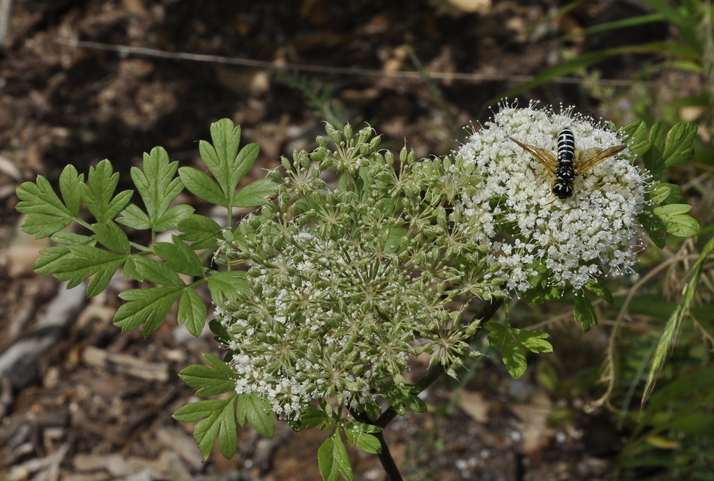 Image of familia Apiaceae specimen.