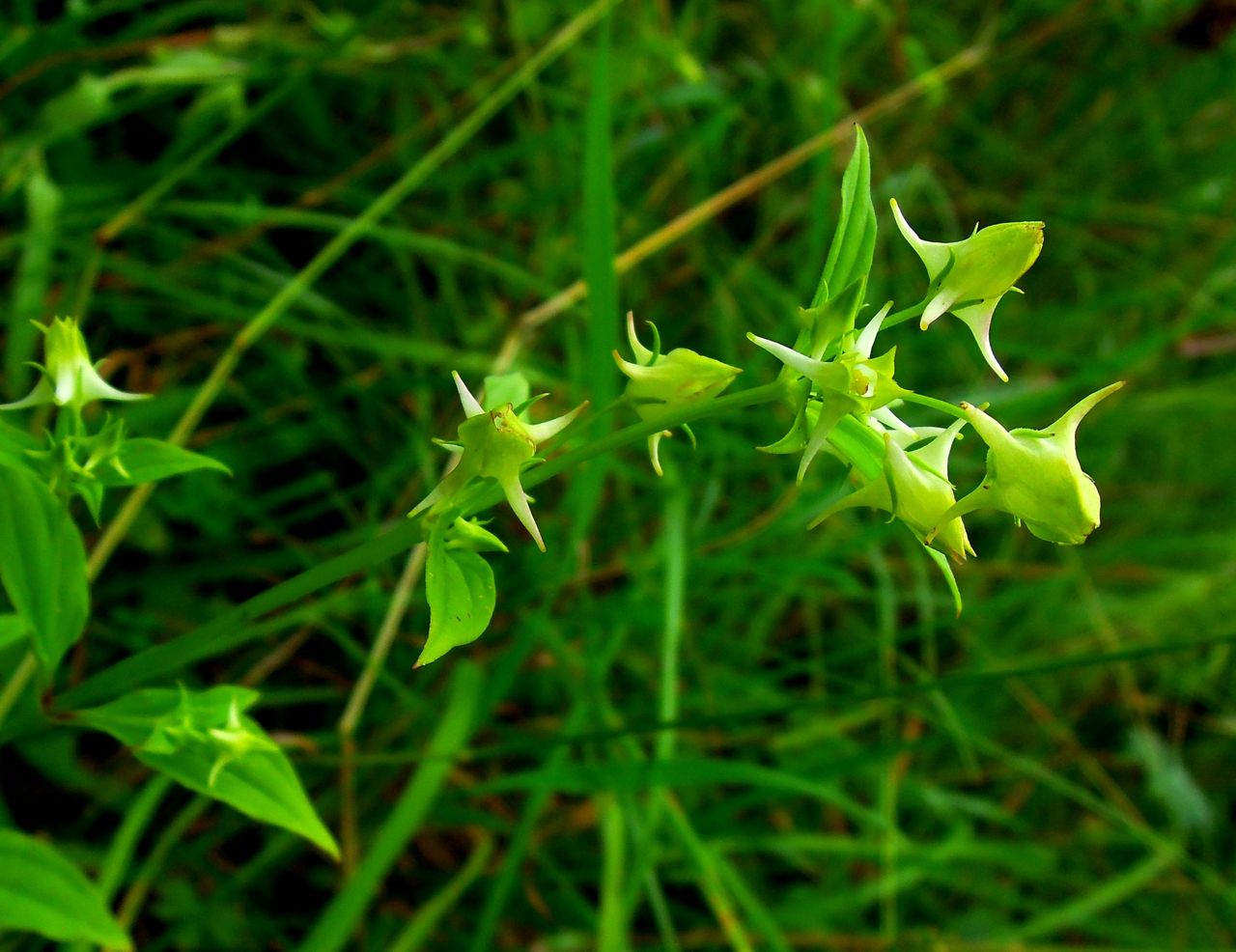 Image of Halenia corniculata specimen.