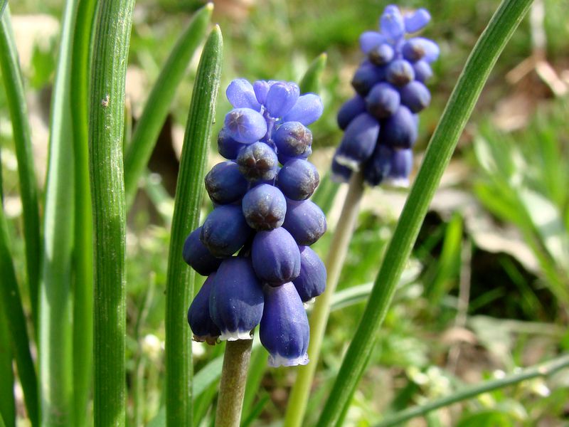 Image of Muscari leucostomum specimen.